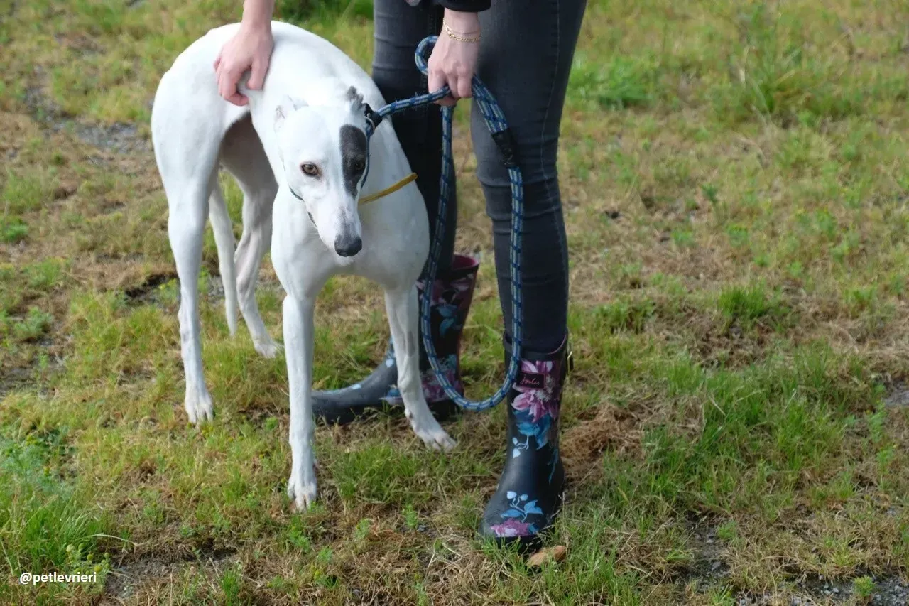 Lassie adozione greyhound 20