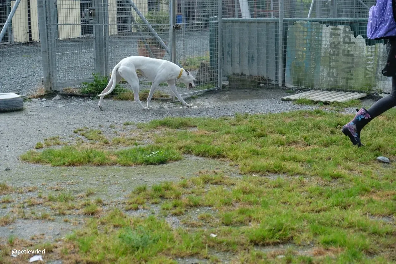 Lassie adozione greyhound 21