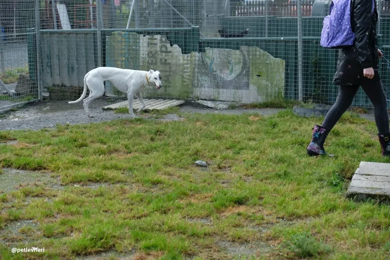 Lassie adozione greyhound 22