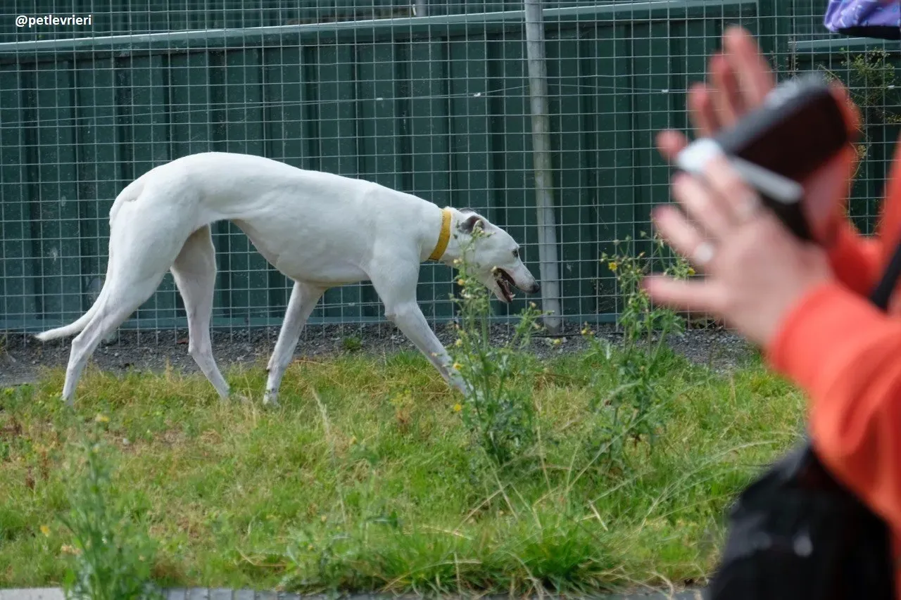 Lassie adozione greyhound 23