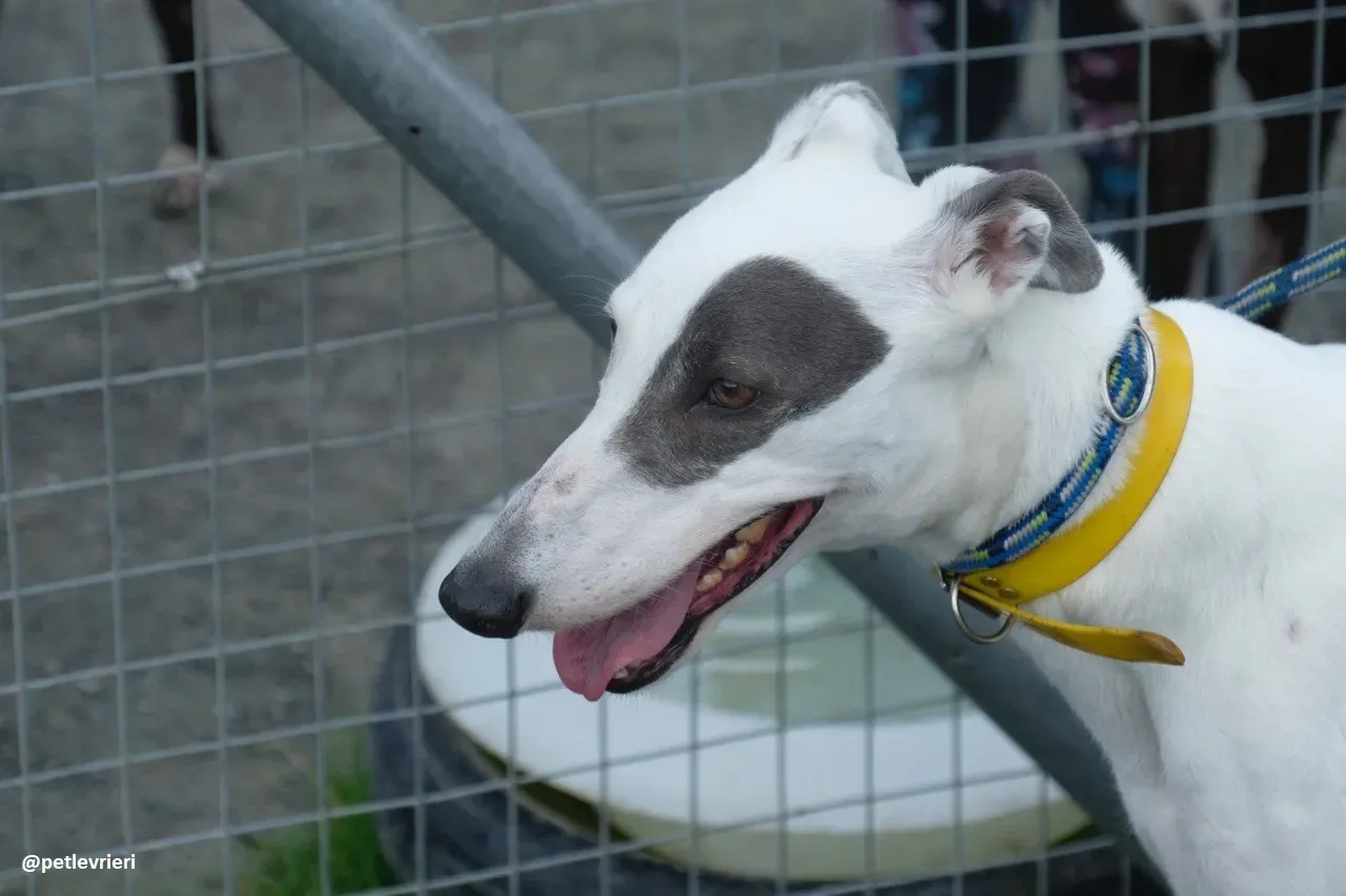 Lassie adozione greyhound 24