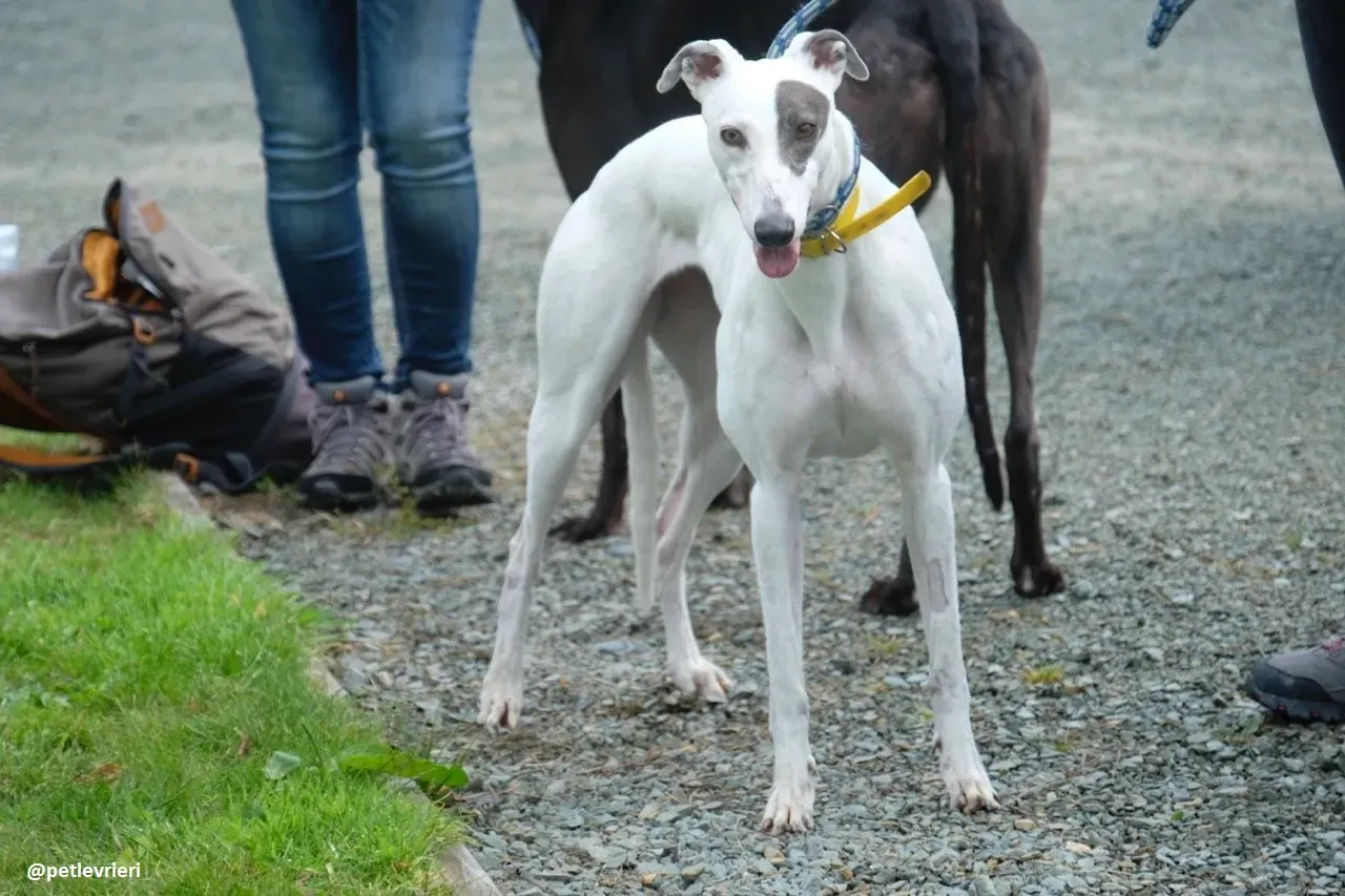 Lassie adozione greyhound 25