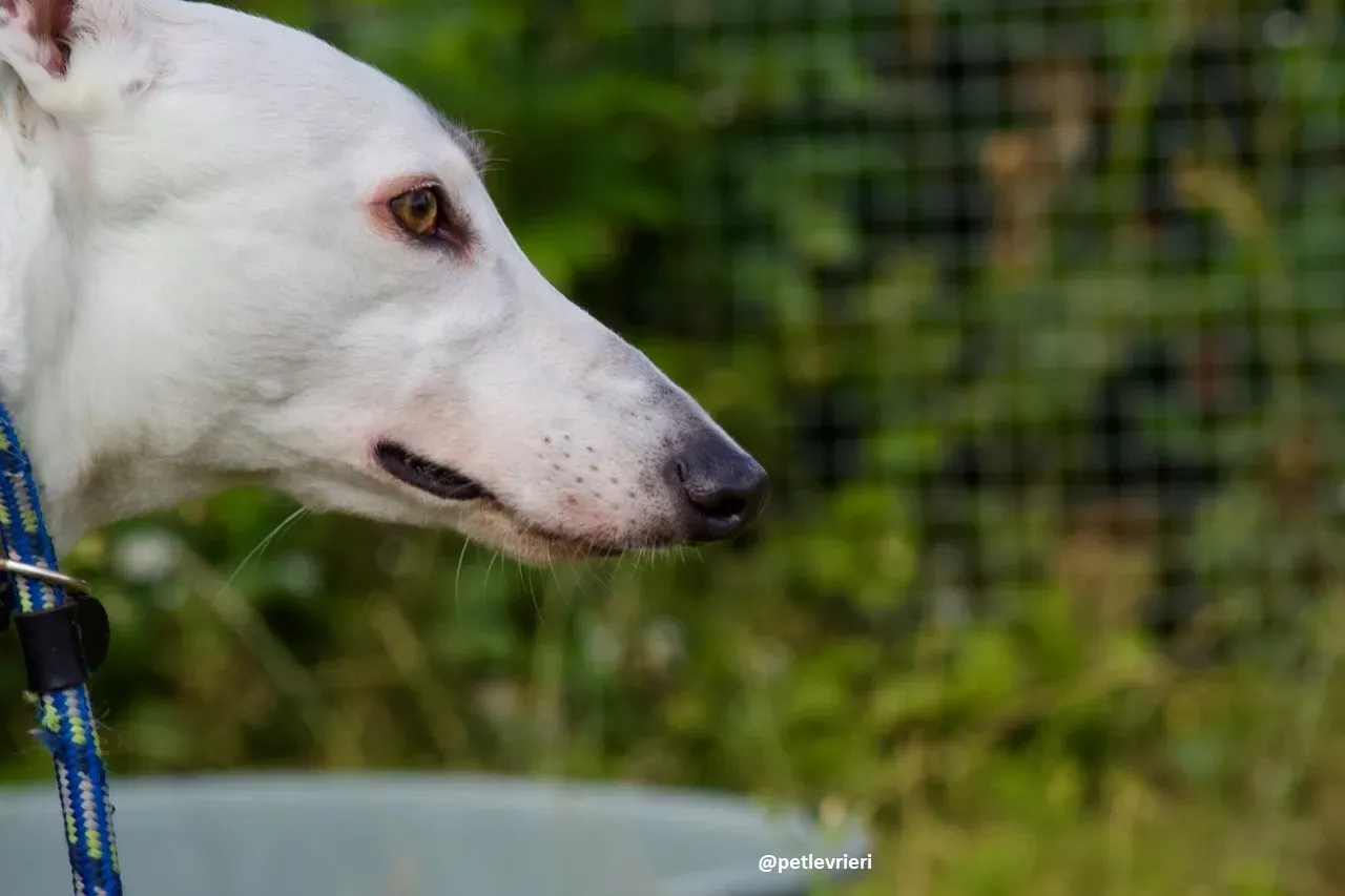 Lassie adozione greyhound 3