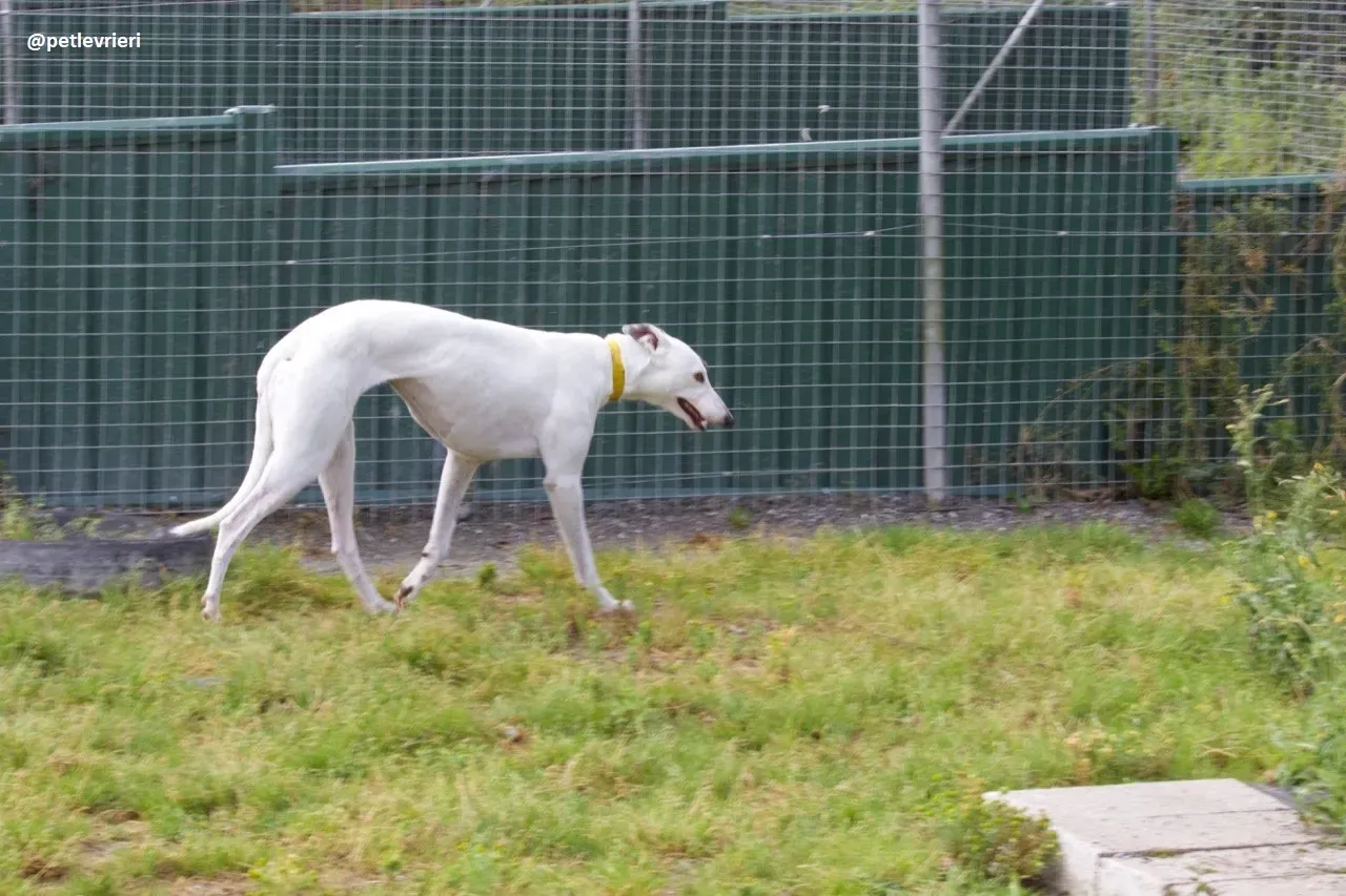 Lassie adozione greyhound 4
