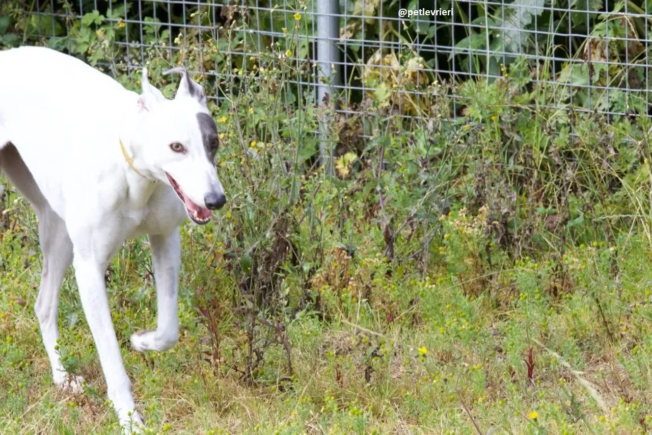 Lassie adozione greyhound 5