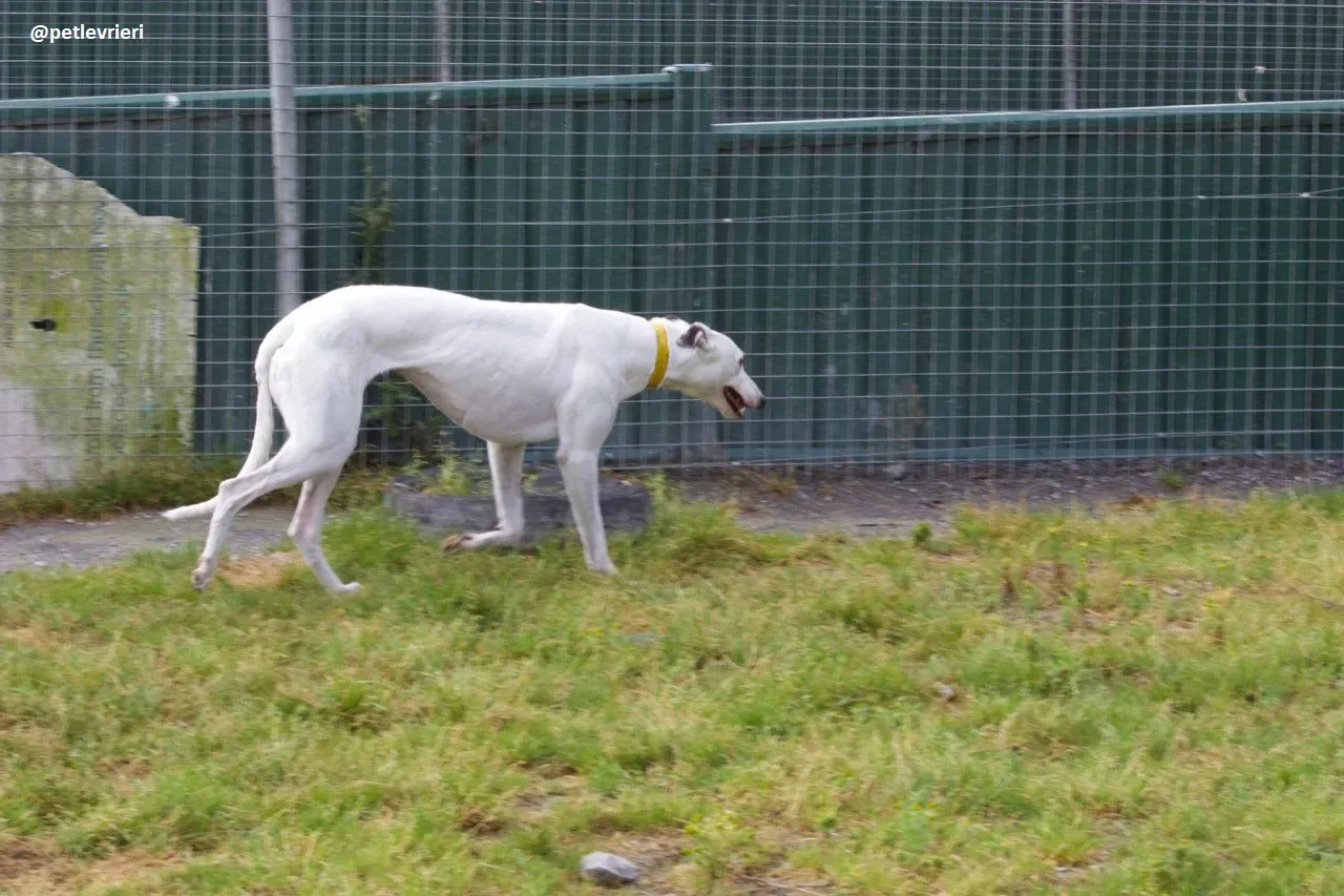 Lassie adozione greyhound 6