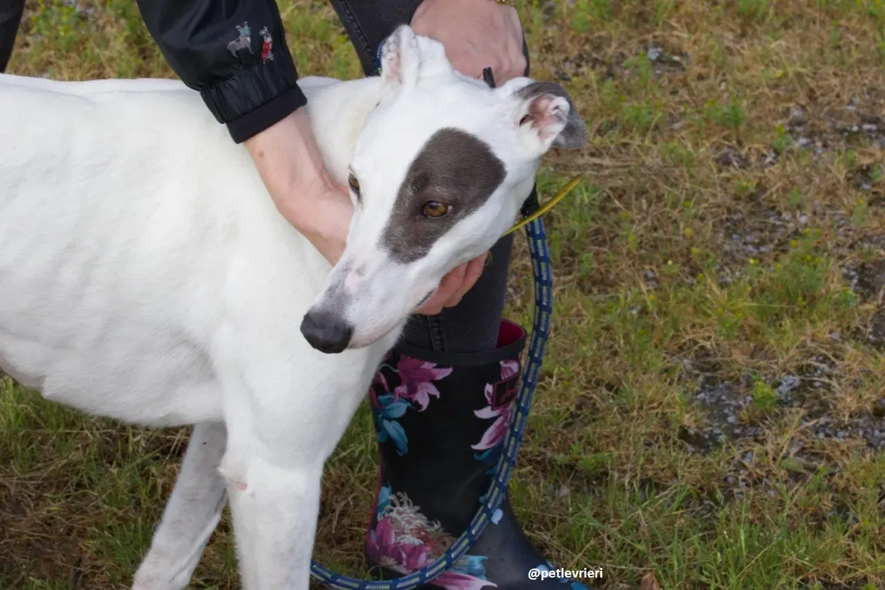 Lassie adozione greyhound 7