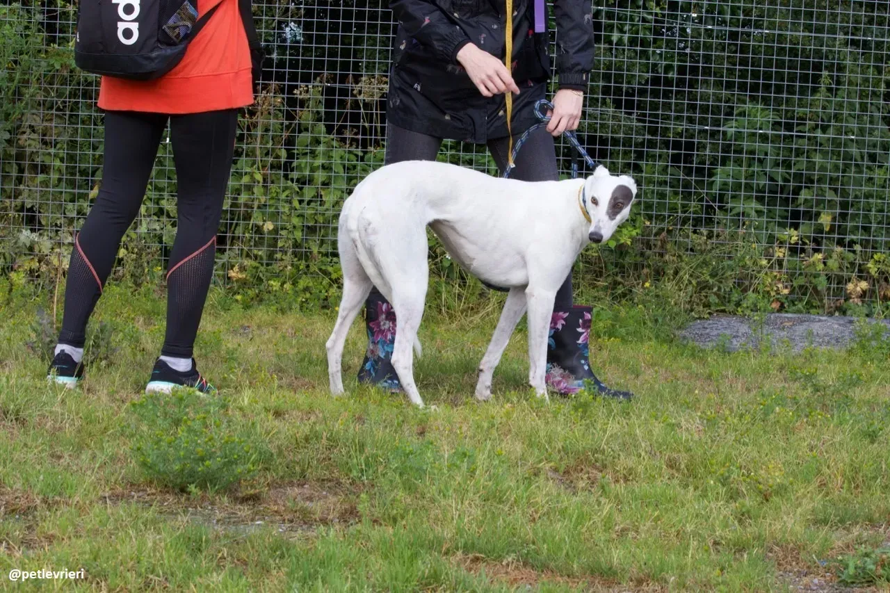 Lassie adozione greyhound 8