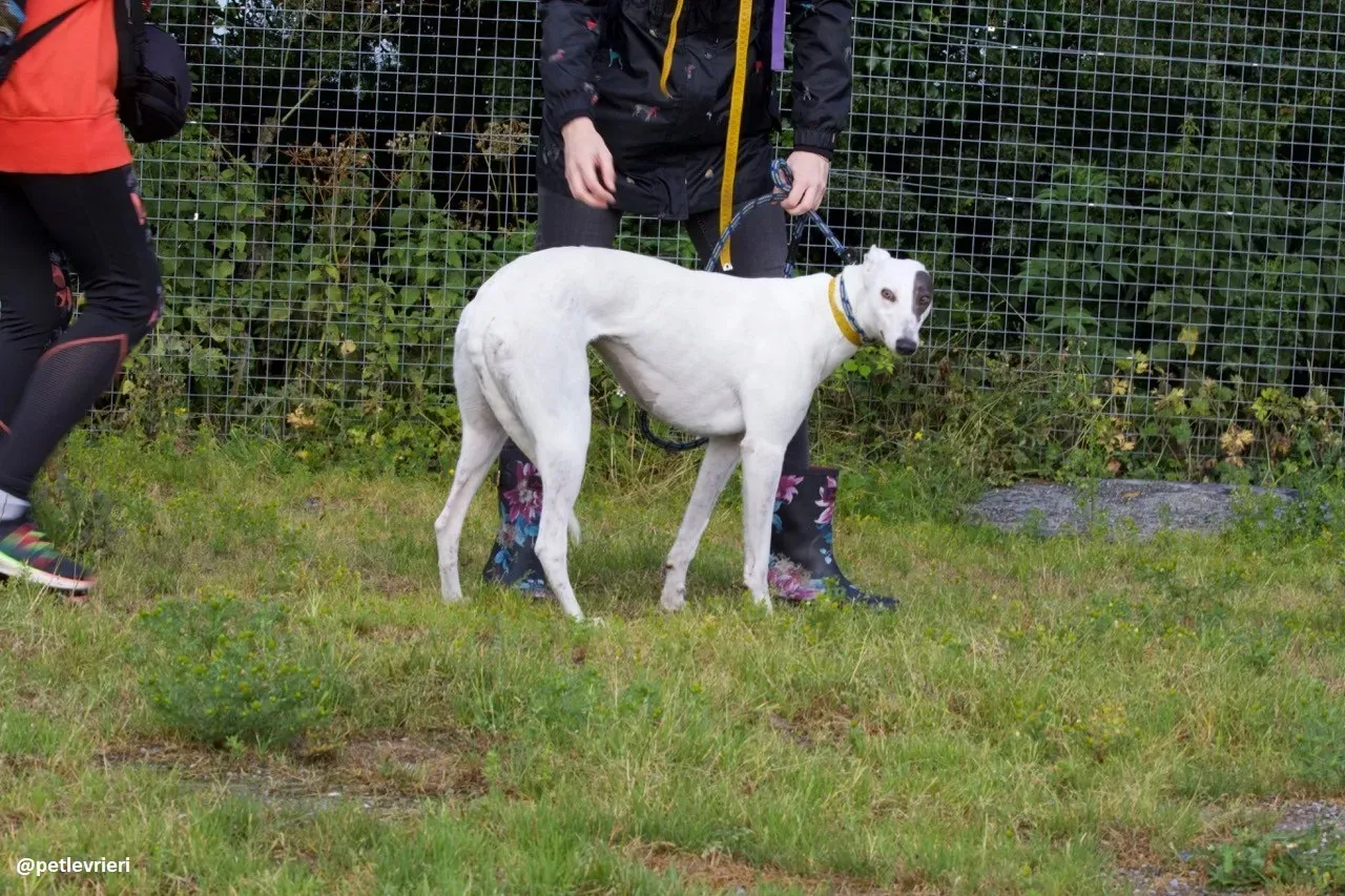 Lassie adozione greyhound 9
