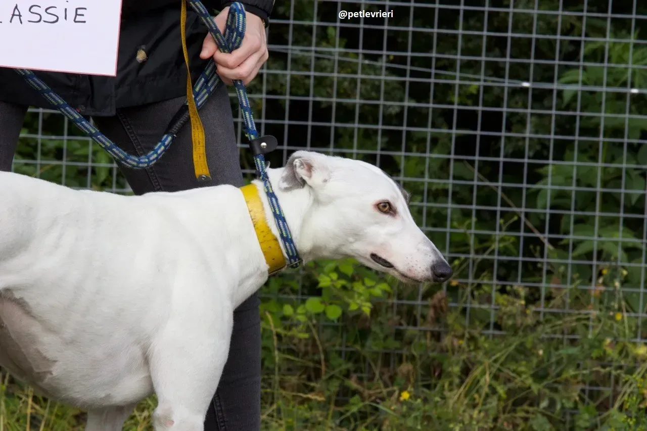 Lassie adozione greyhound