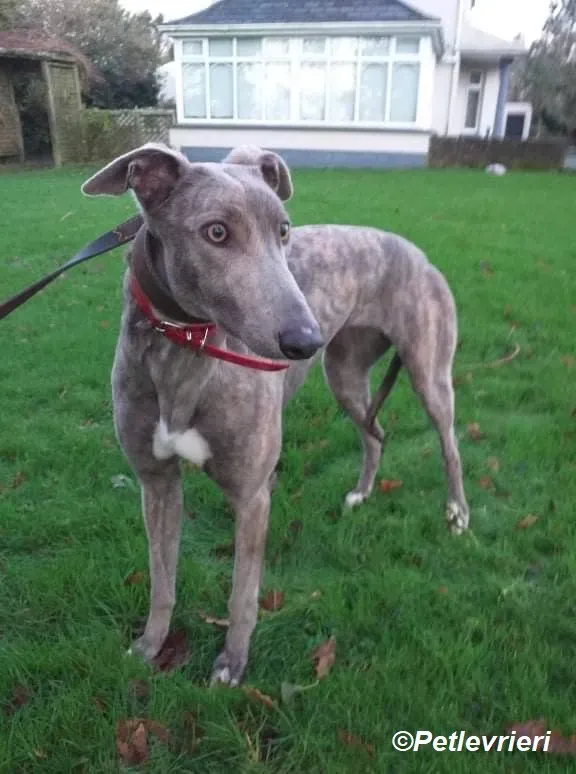 Lassie adozione levrieri greyhound 5