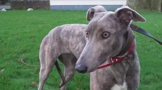 Lassie adozione levrieri greyhound 6 e1641202248801