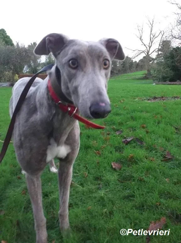 Lassie adozione levrieri greyhound 7