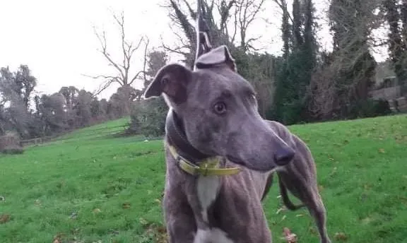 Laura adozione levrieri greyhound 1 e1641201823715