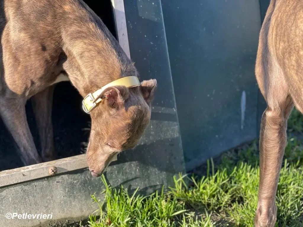 Laura adozione levrieri greyhound 10