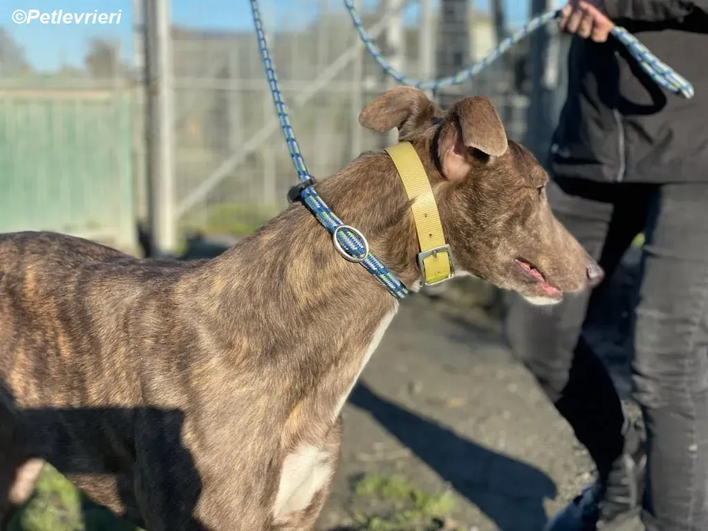 Laura adozione levrieri greyhound 11