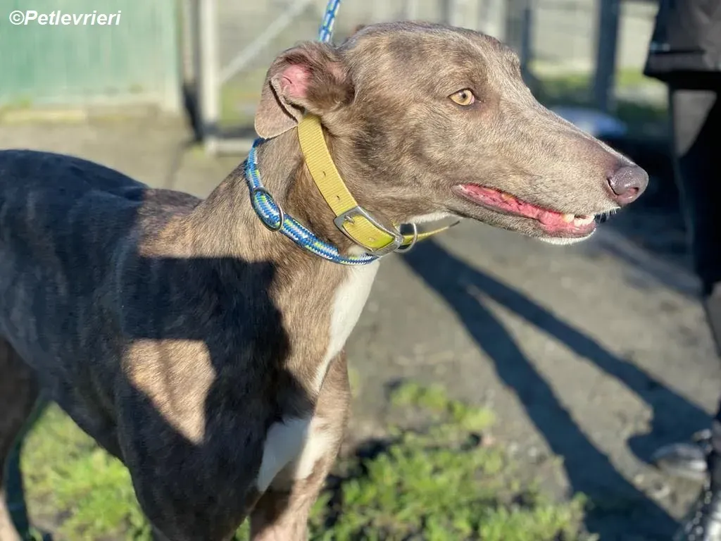 Laura adozione levrieri greyhound 12