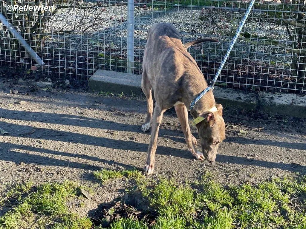 Laura adozione levrieri greyhound 13