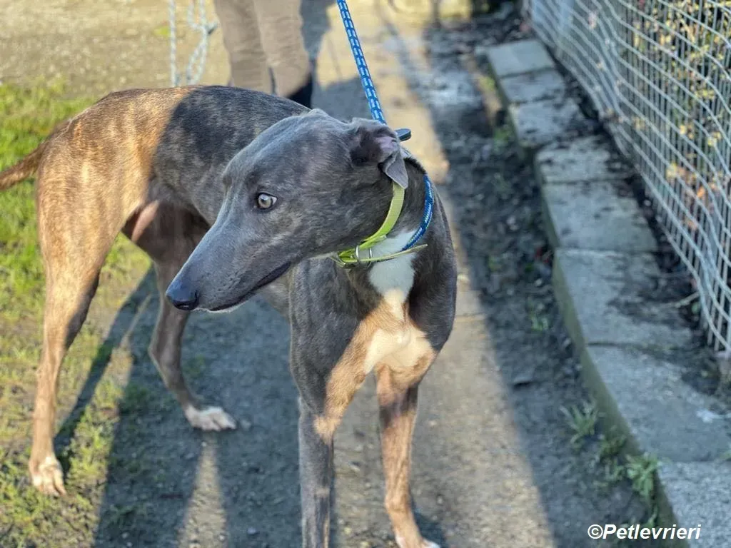 Laura adozione levrieri greyhound 14