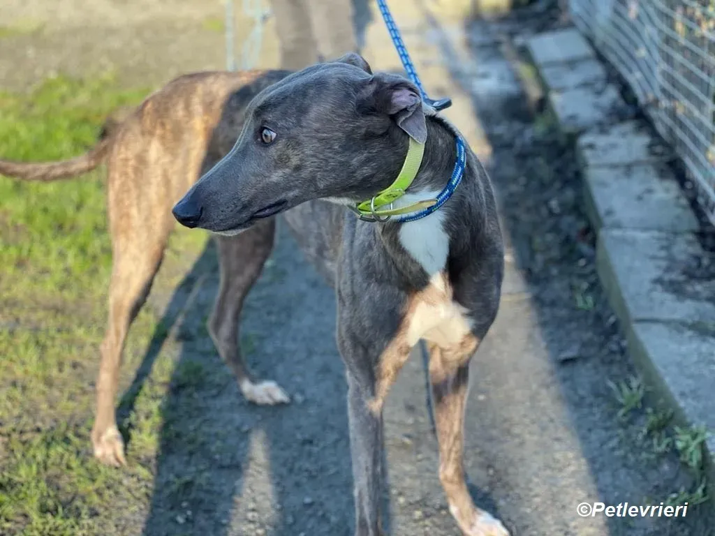 Laura adozione levrieri greyhound 15