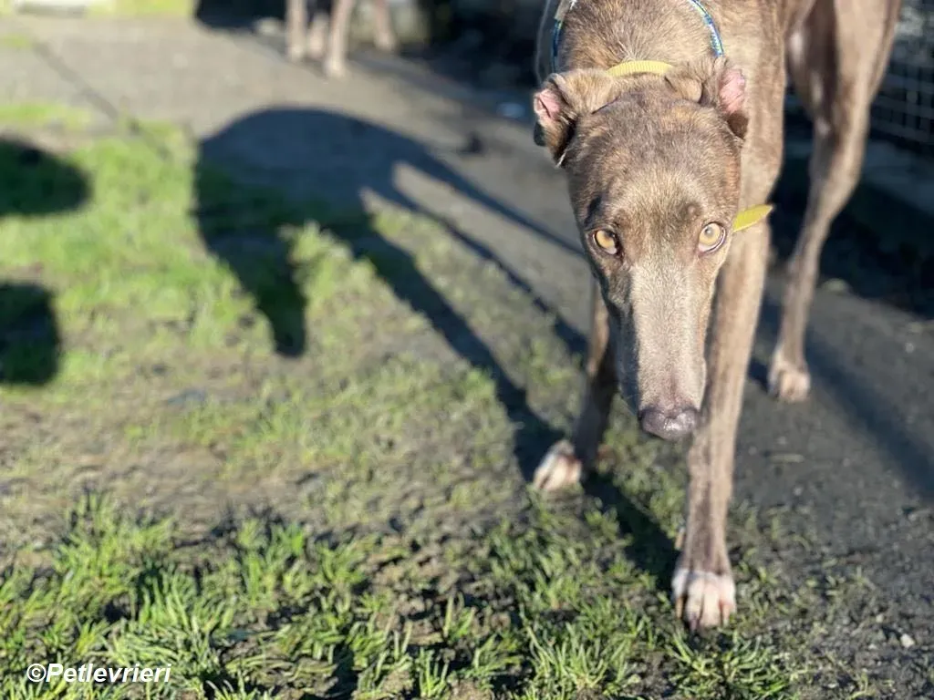 Laura adozione levrieri greyhound 16