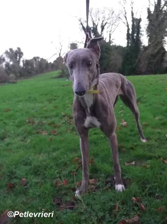 Laura adozione levrieri greyhound 2