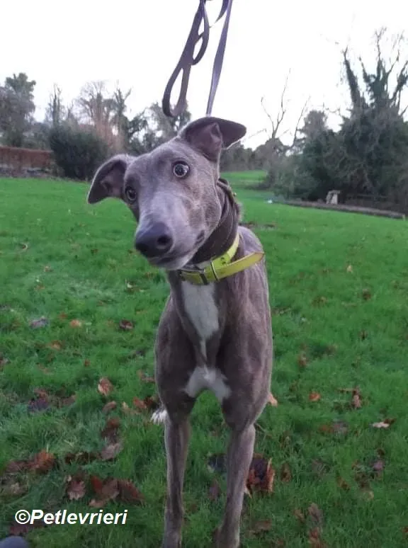 Laura adozione levrieri greyhound 3