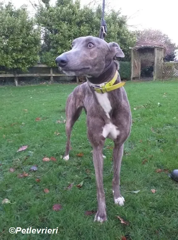 Laura adozione levrieri greyhound 4