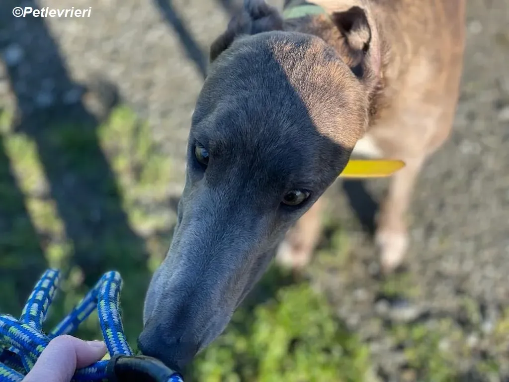 Laura adozione levrieri greyhound 5