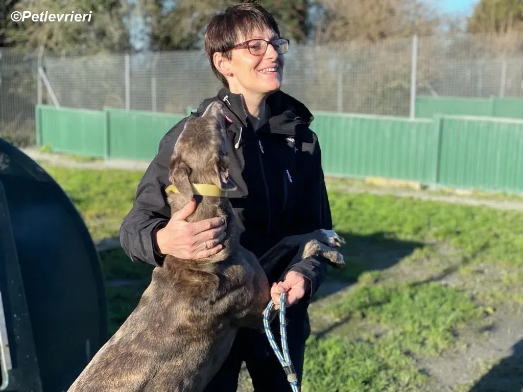 Laura adozione levrieri greyhound 6