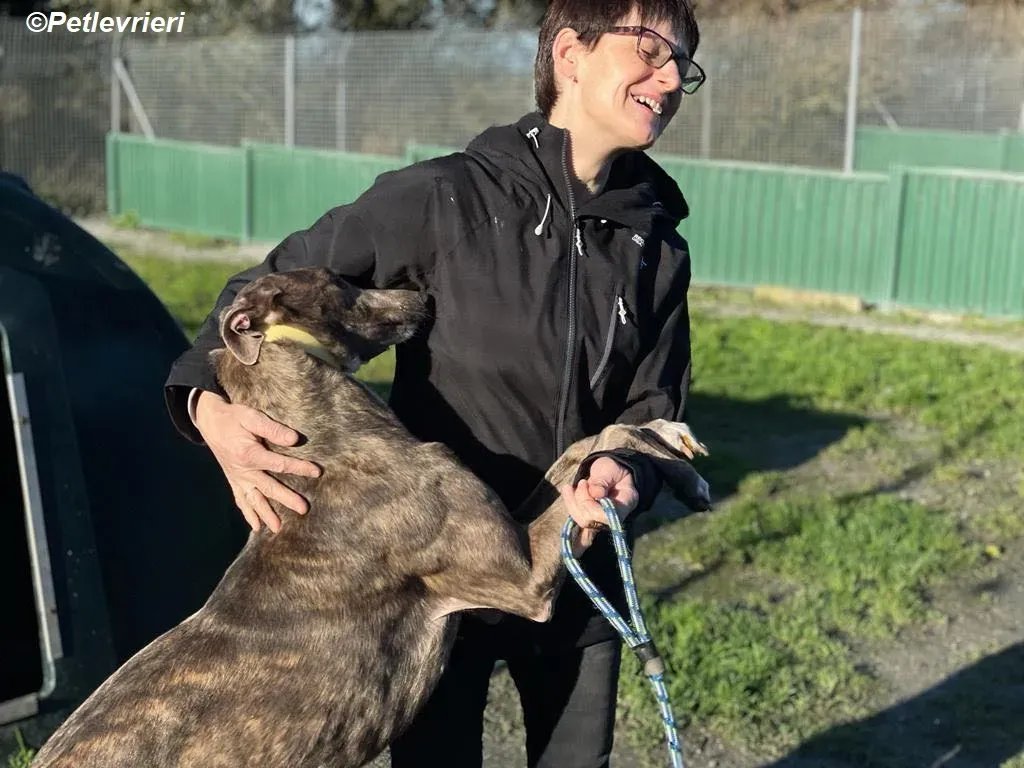 Laura adozione levrieri greyhound 7
