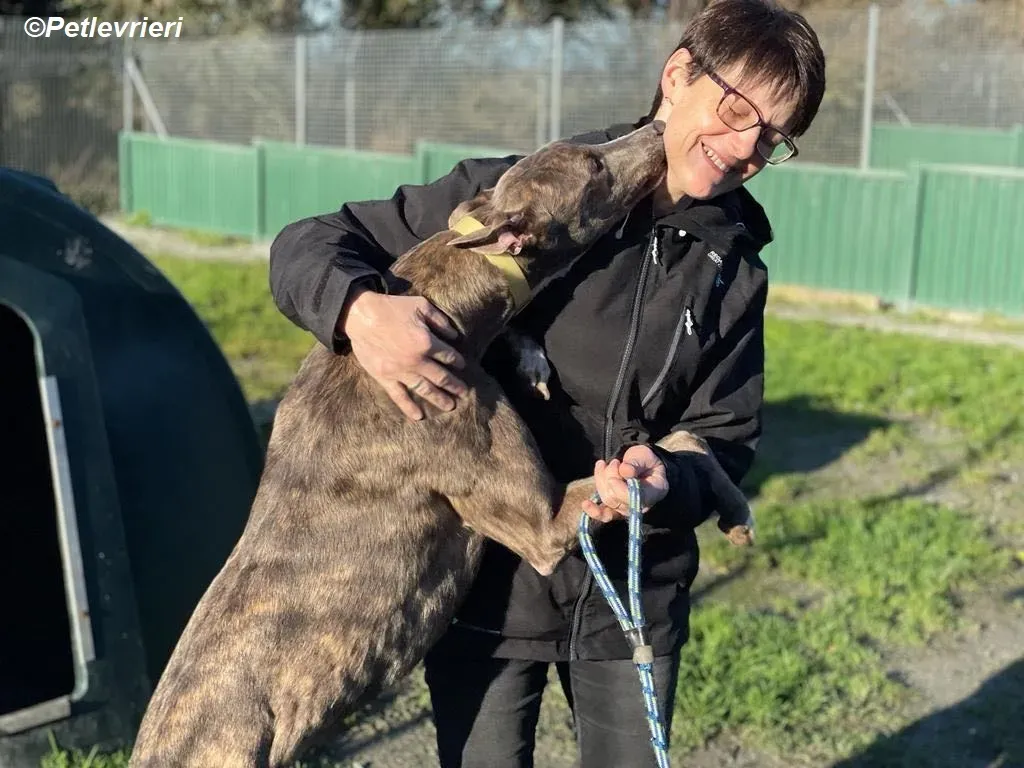 Laura adozione levrieri greyhound 8
