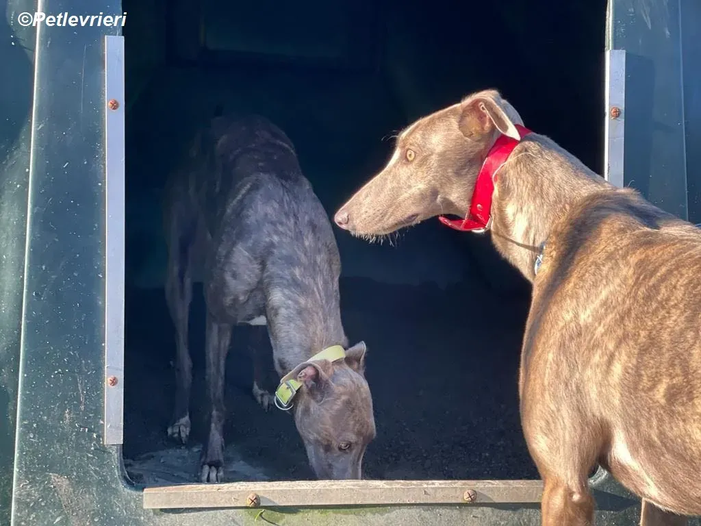 Laura adozione levrieri greyhound 9