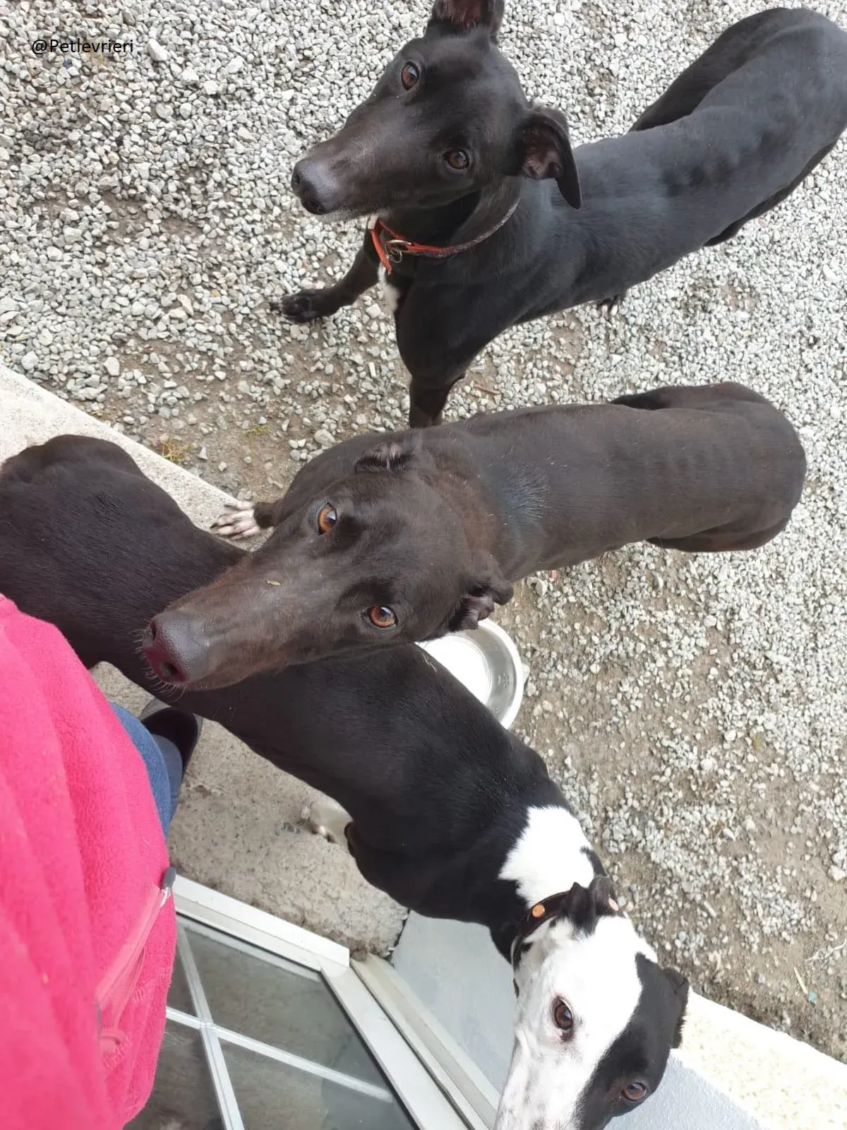 Lauren Falcon e Zac Greyhound Adozione levrieri Foster 1