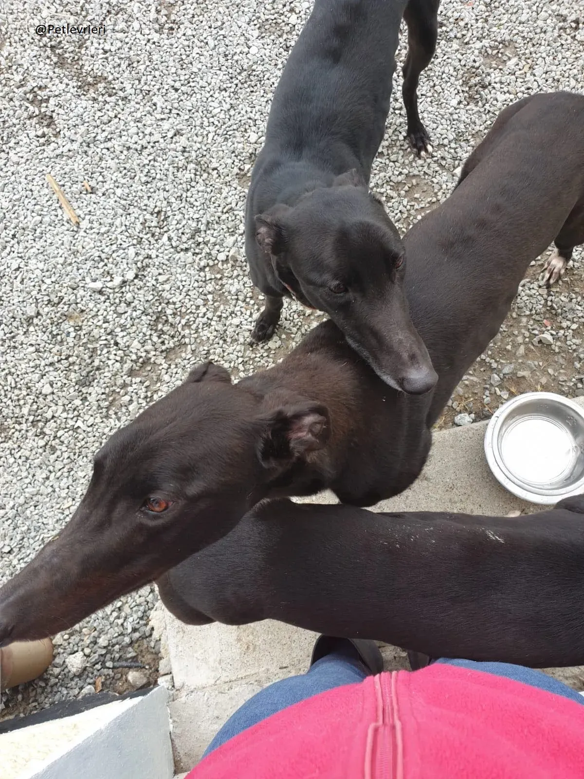 Lauren Falcon e Zac Greyhound Adozione levrieri Foster 2