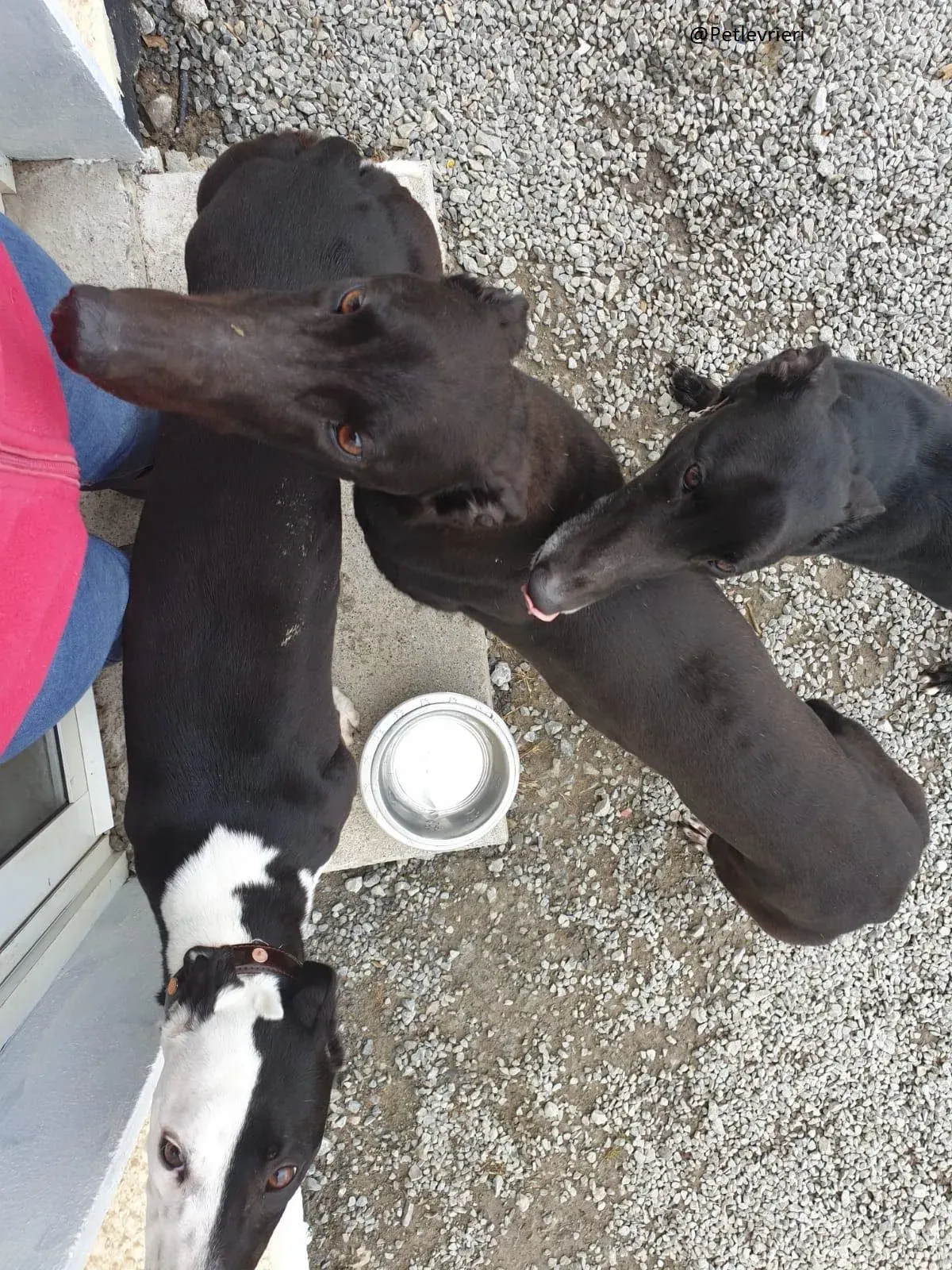 Lauren Falcon e Zac Greyhound Adozione levrieri Foster 3