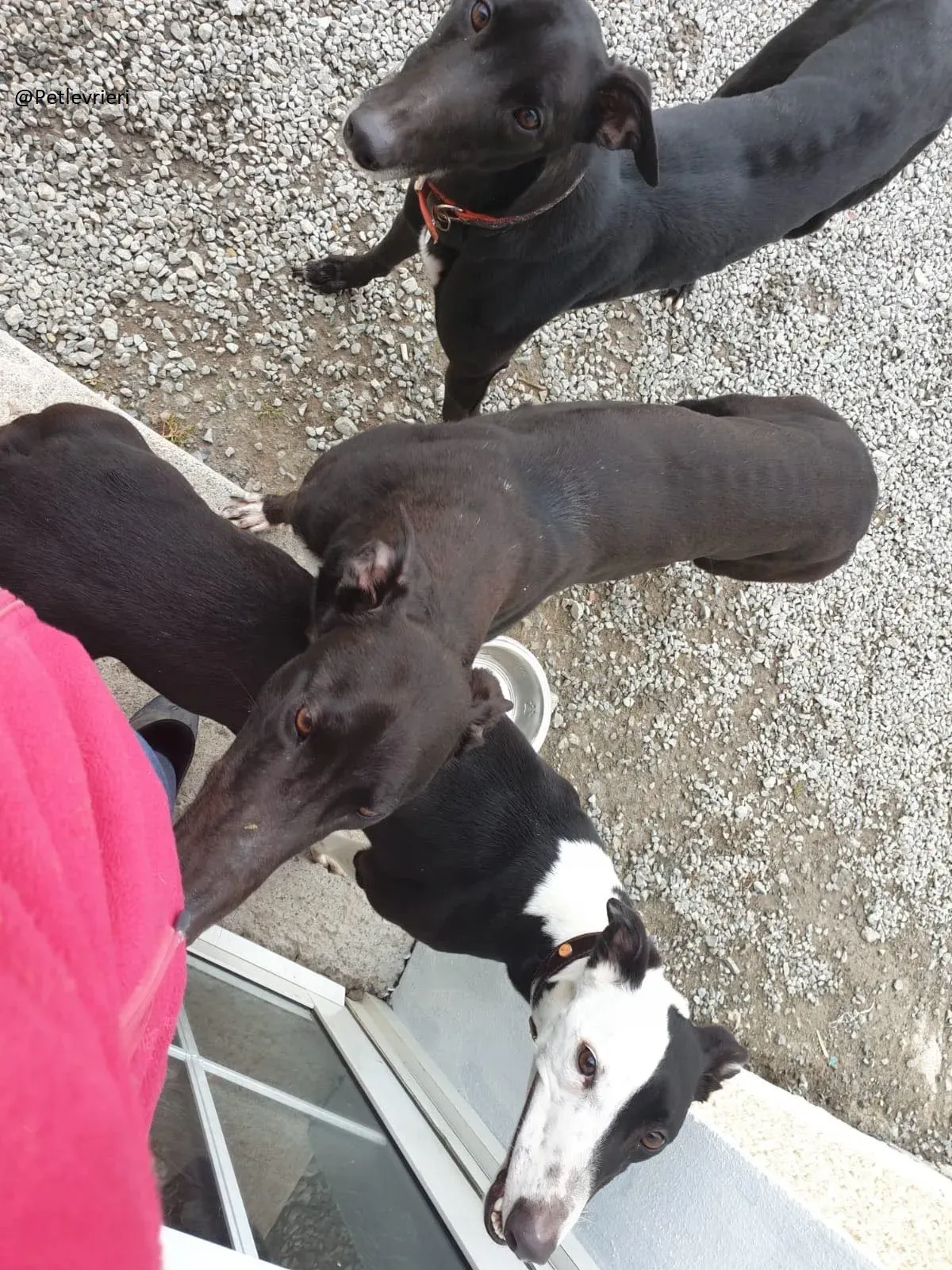 Lauren Falcon e Zac Greyhound Adozione levrieri Foster 4