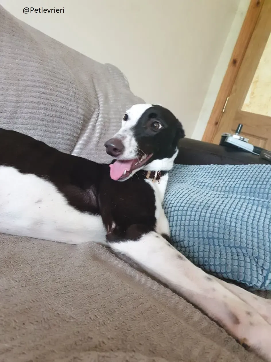 Lauren Greyhound Female adozione levrieri 1