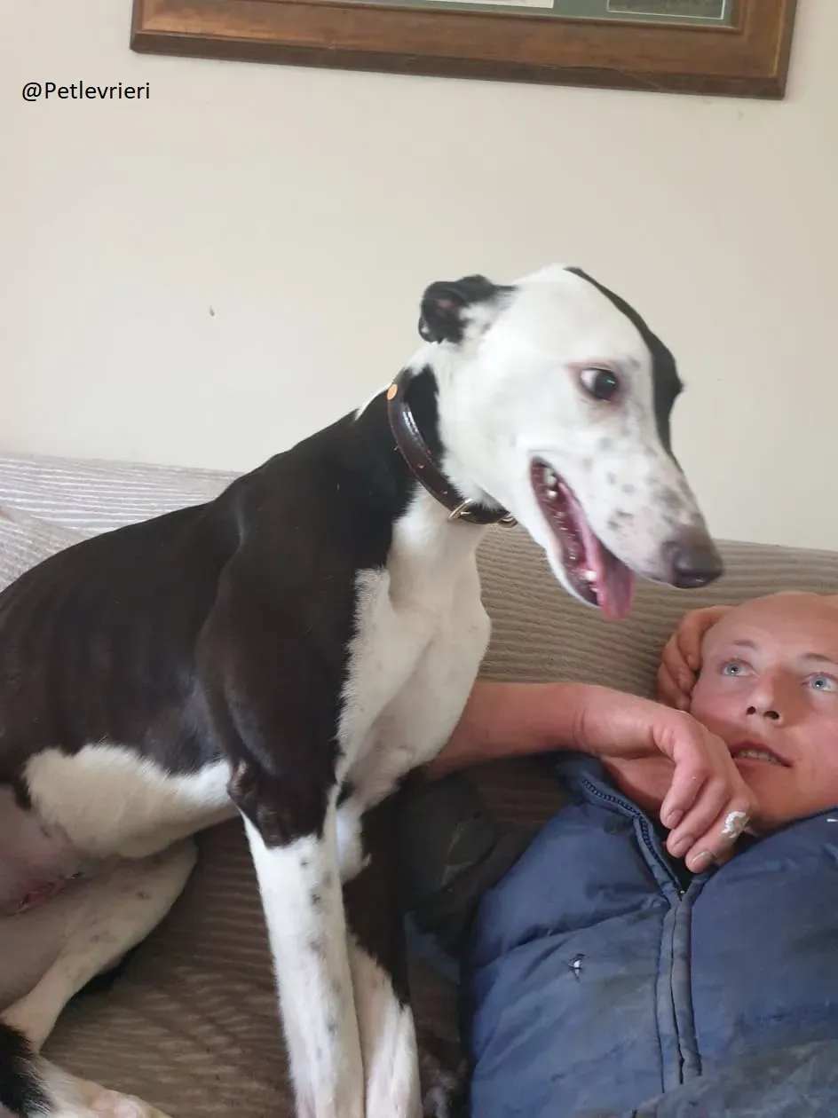 Lauren Greyhound Female adozione levrieri 2