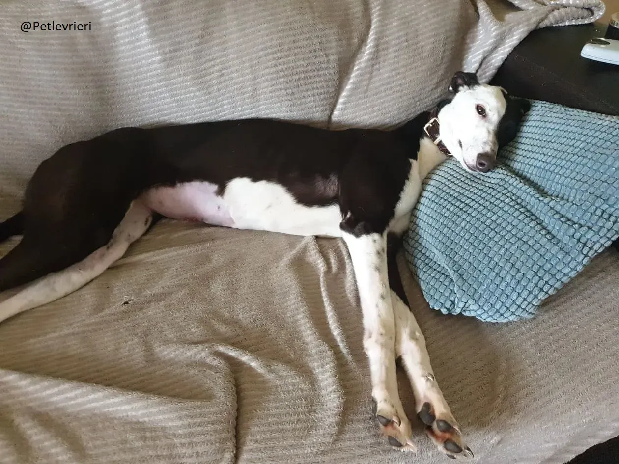 Lauren Greyhound Female adozione levrieri 3