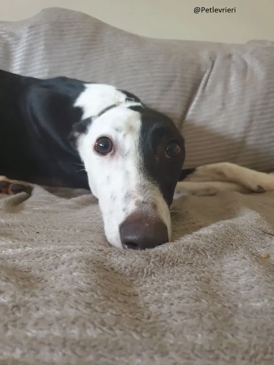 Lauren Greyhound Female adozione levrieri 4