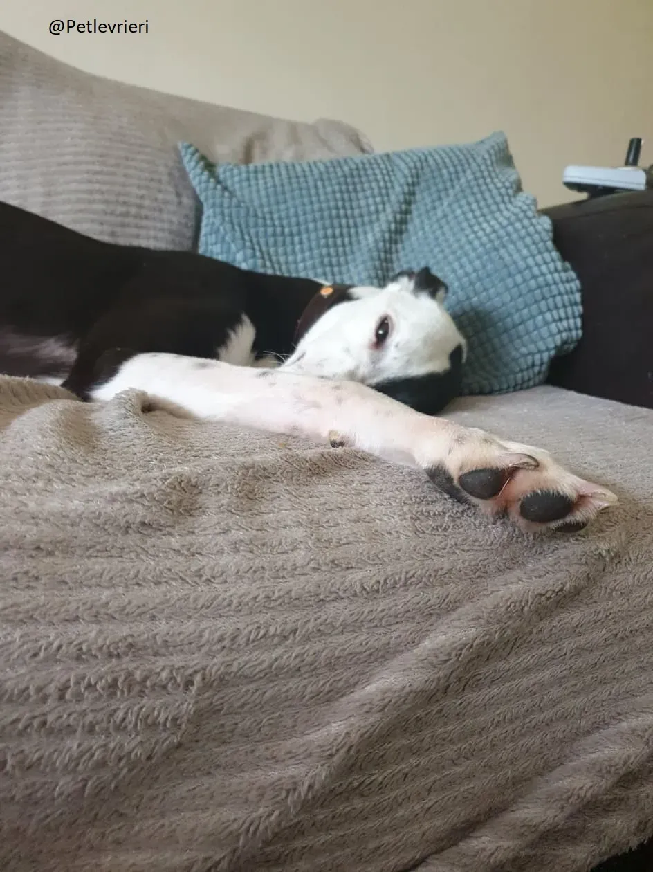 Lauren Greyhound Female adozione levrieri 5