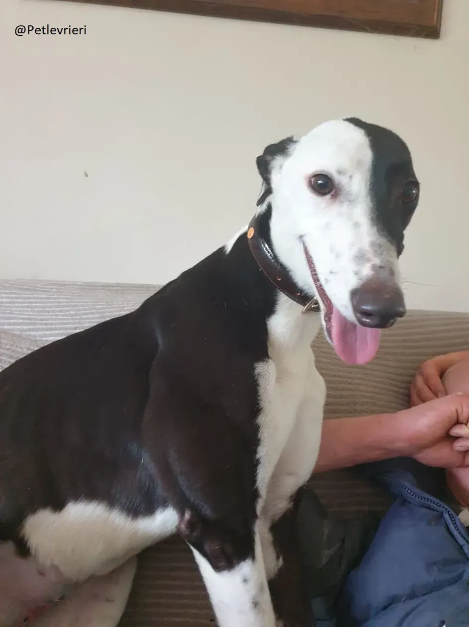 Lauren Greyhound Female adozione levrieri 6