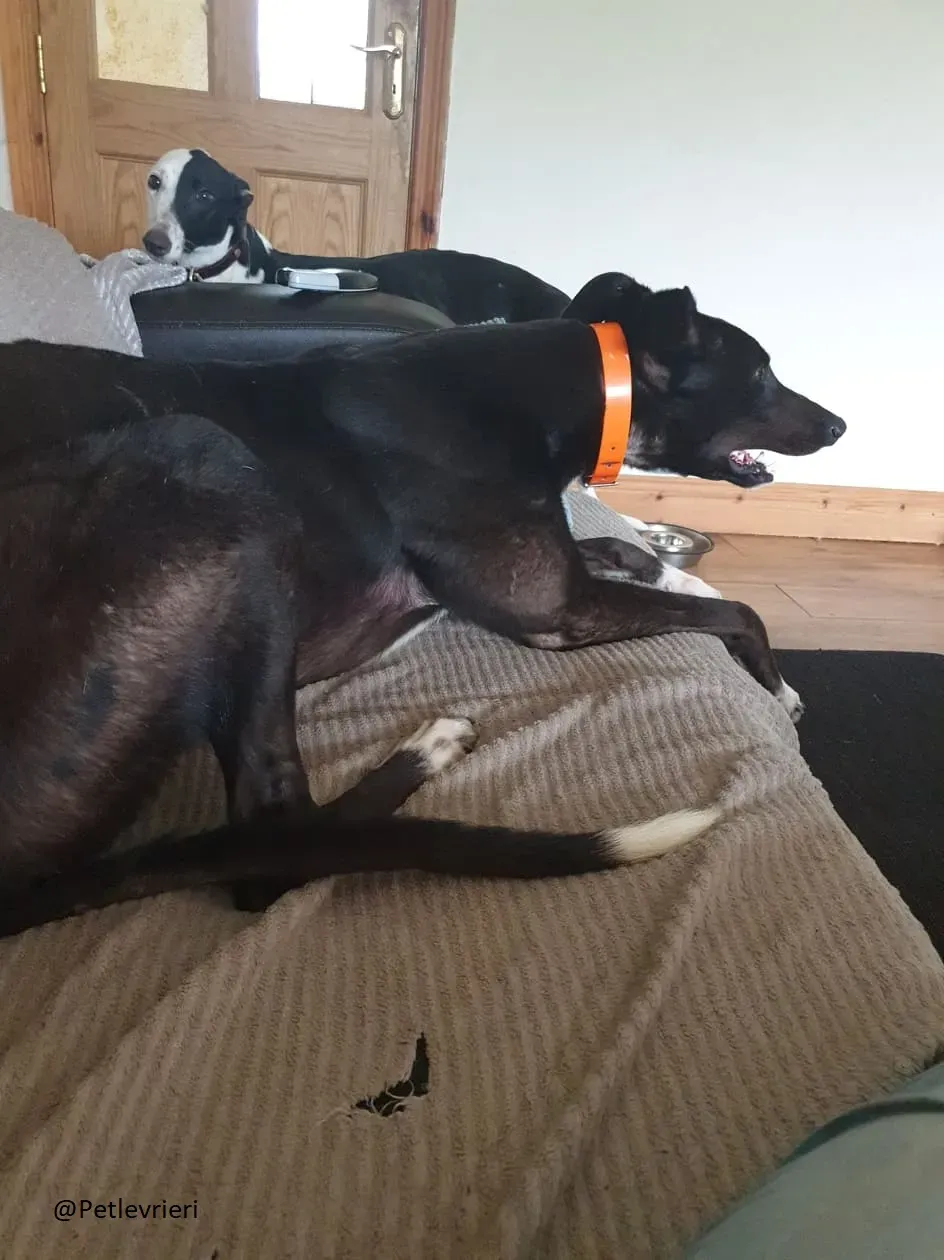 Lauren Zac Greyhound male adozione levrieri 5