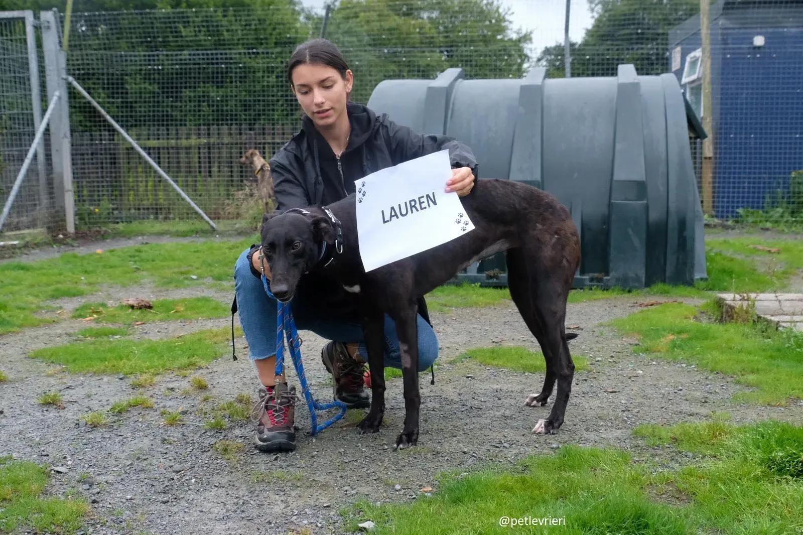 Lauren adozione greyhound