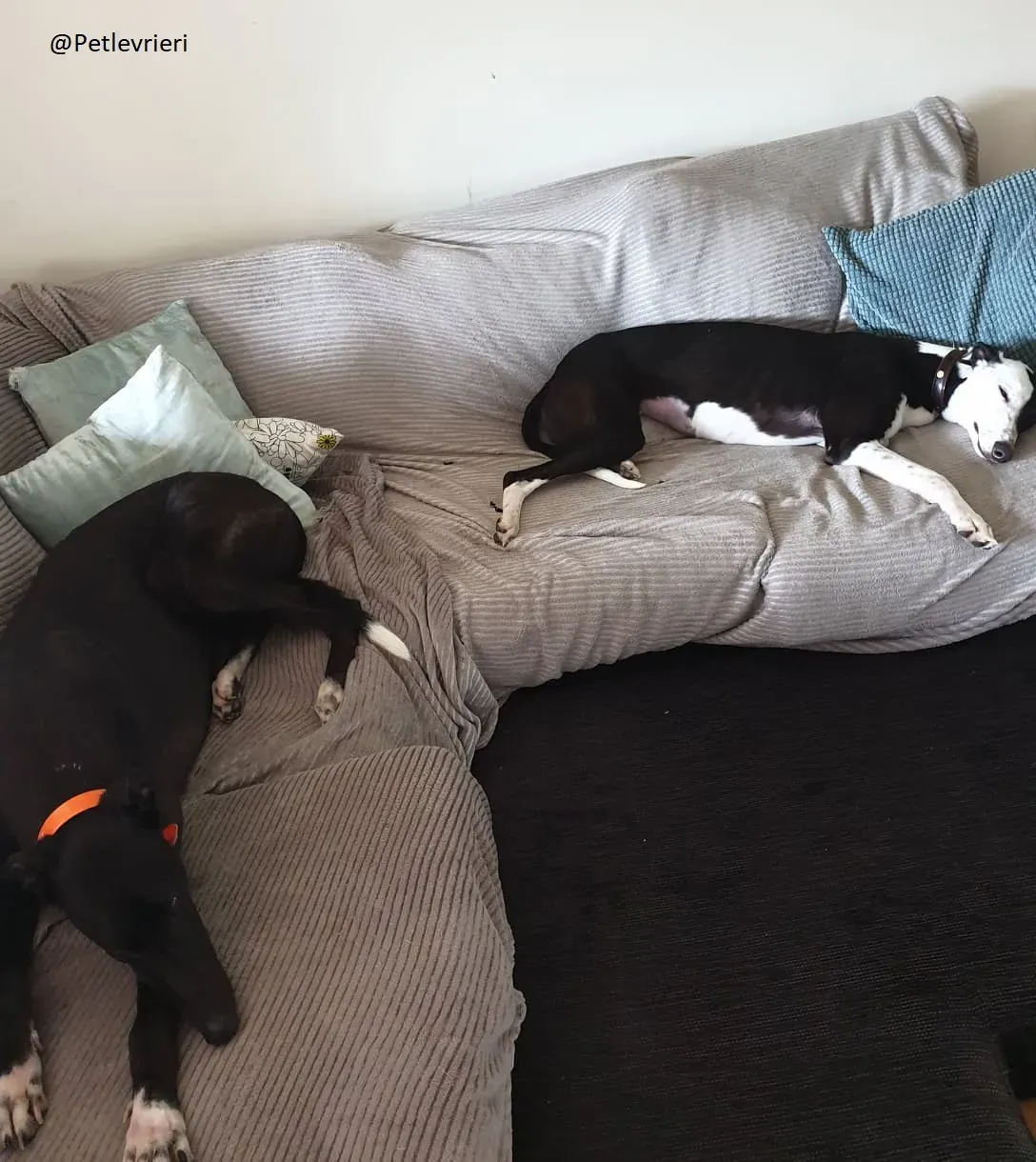 Lauren zac greyhound adozione levrieri 1