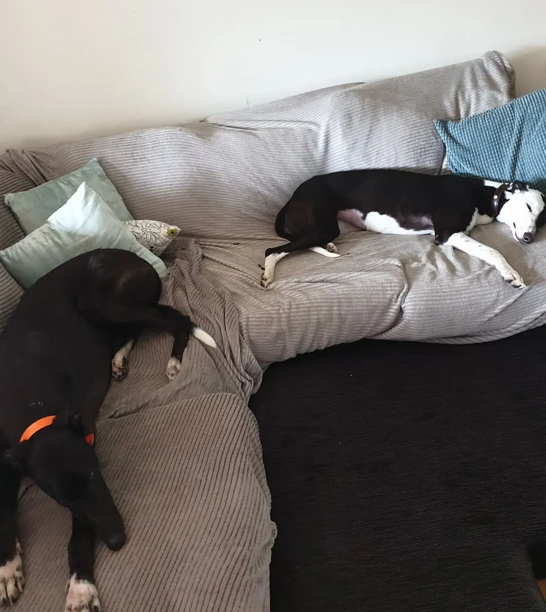 Lauren zac greyhound adozione levrieri