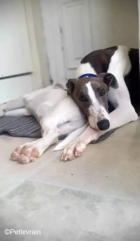 Laurent adozione levrieri greyhound 1