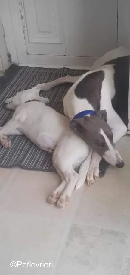 Laurent adozione levrieri greyhound 2