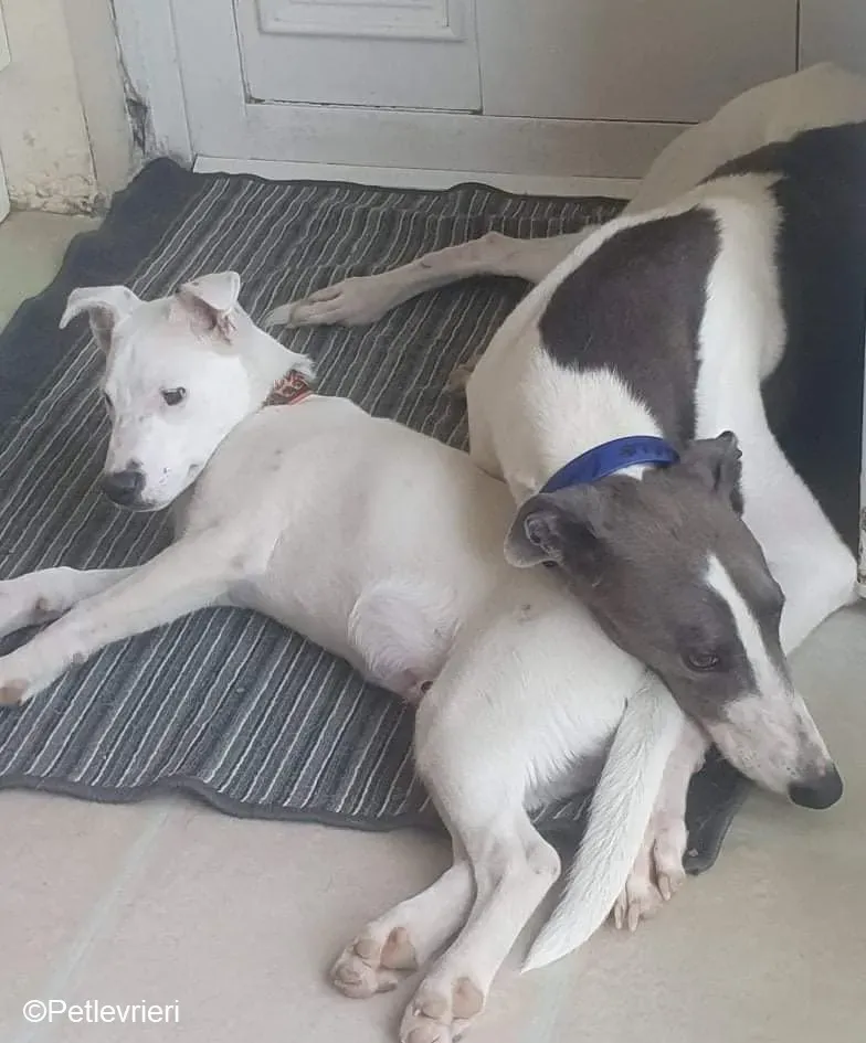 Laurent adozione levrieri greyhound 3